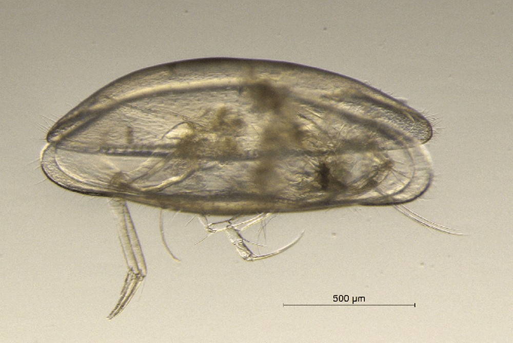 Dolerocypris_fasciata-12.jpg