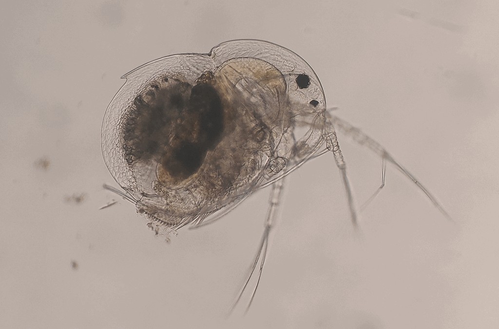 Drepanothrix_dentata-10.jpg