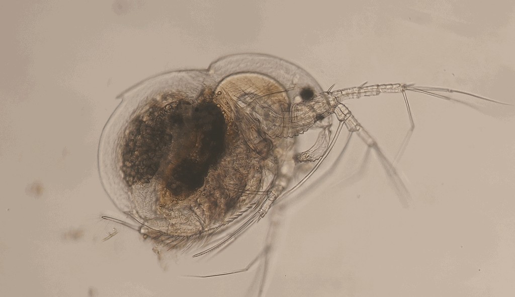 Drepanothrix_dentata-11.jpg