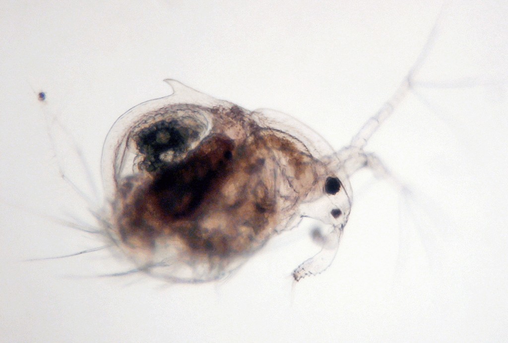 Drepanothrix_dentata-12.jpg