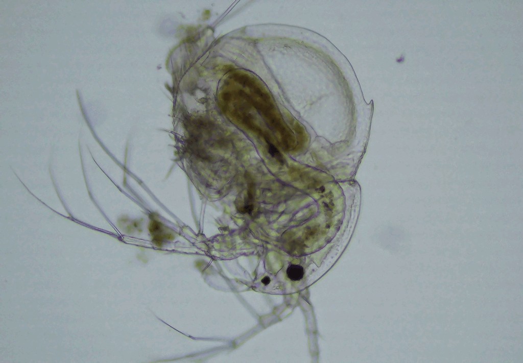 Drepanothrix_dentata-13.jpg