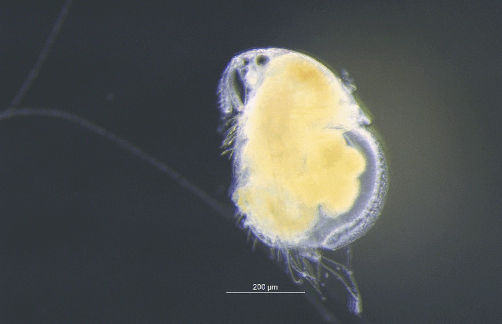 Drepanothrix_dentata-14.jpg