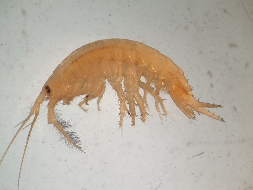 Echinogammarus_ischnus-10.jpg