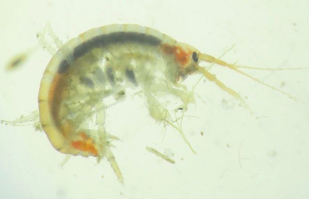 Echinogammarus_ischnus-11.jpg