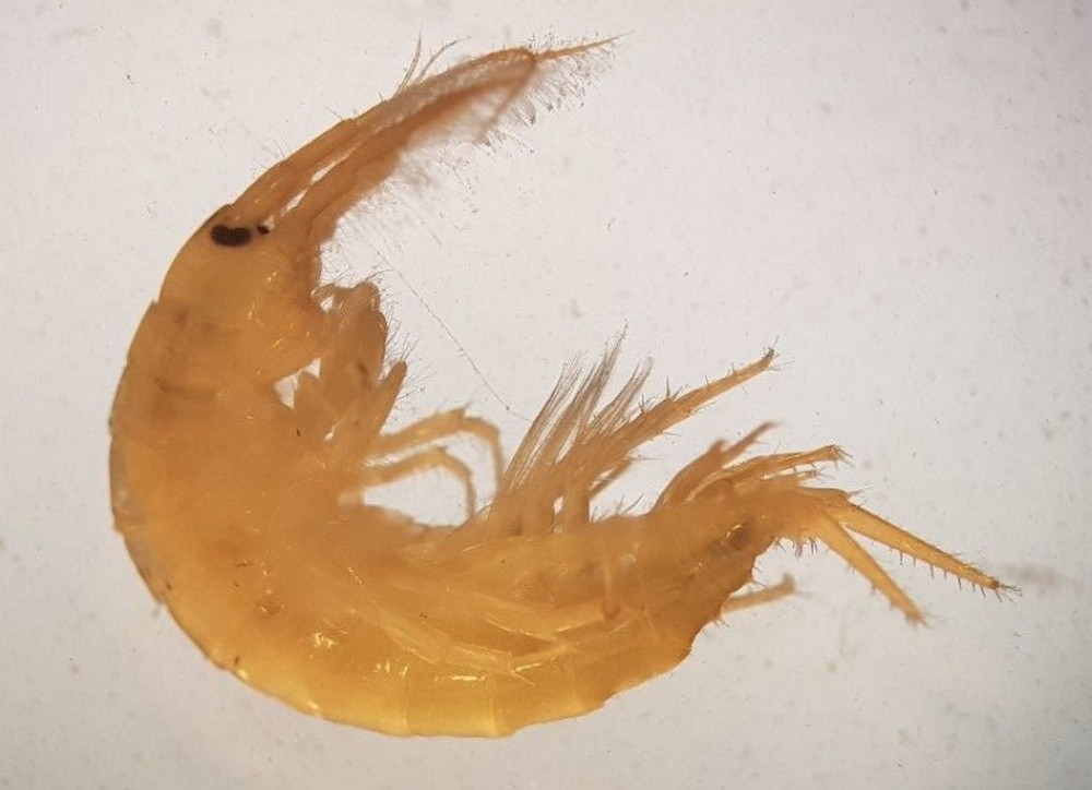Echinogammarus_ischnus-12.jpg