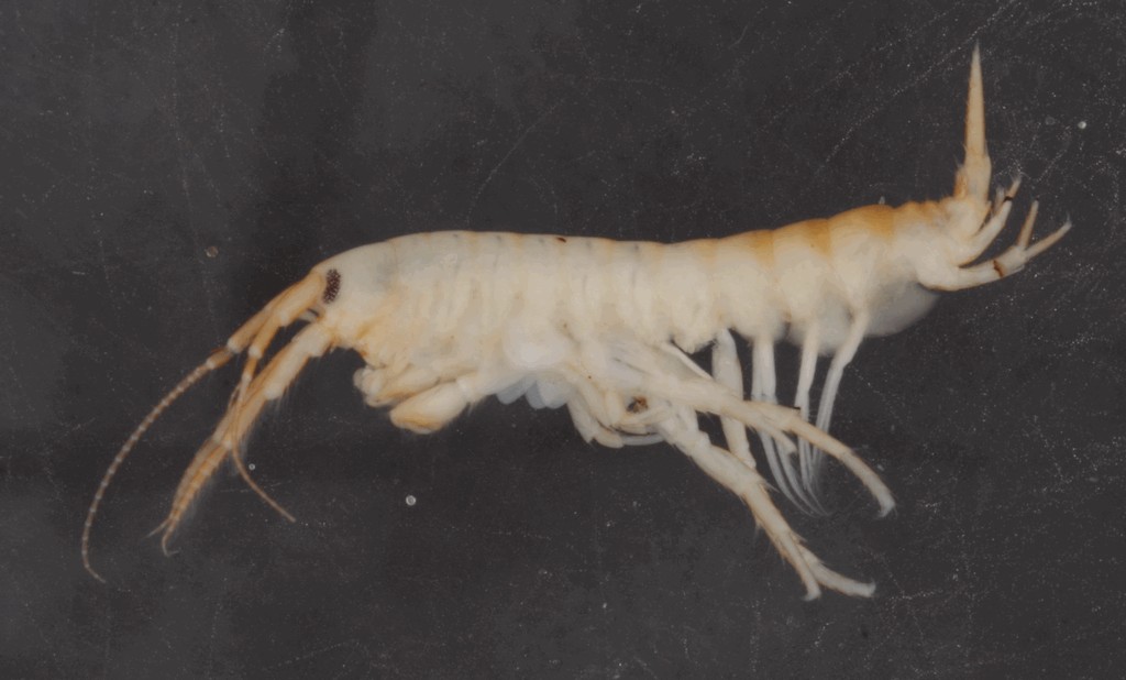 Echinogammarus_ischnus-14.jpg