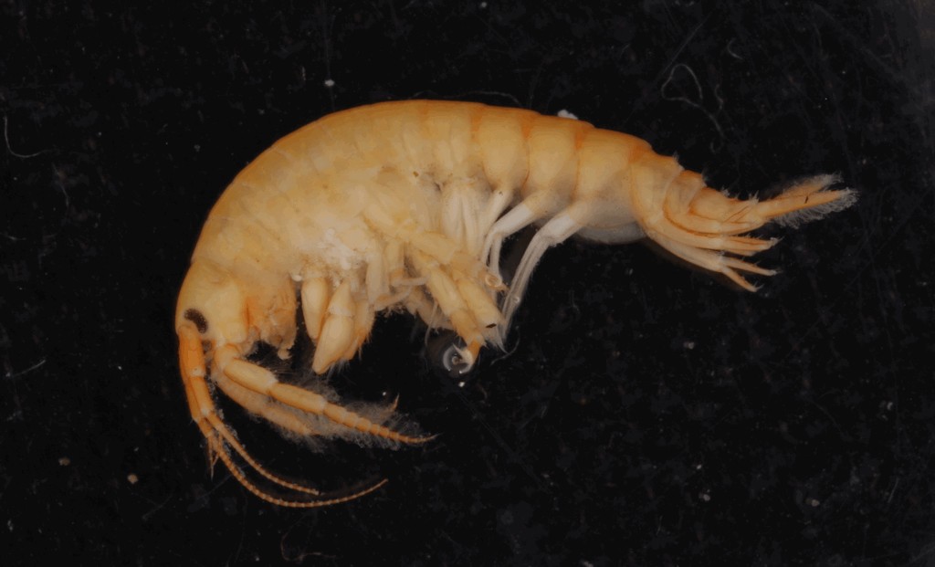 Echinogammarus_trichiatus-10.jpg