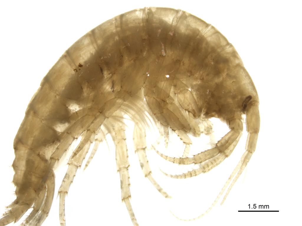 Echinogammarus_trichiatus-11.jpg