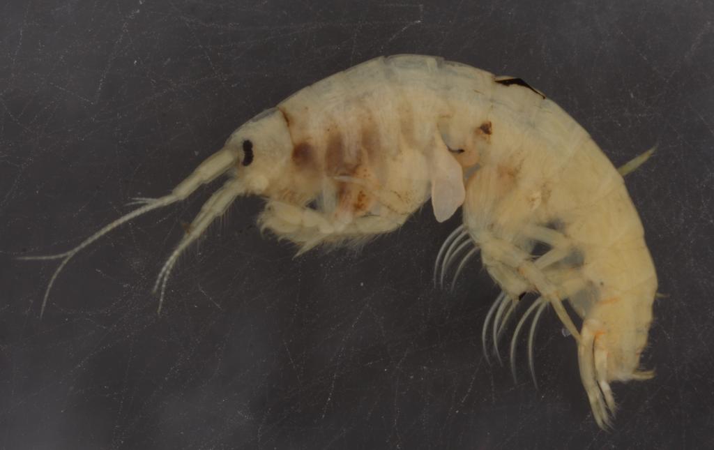 Echinogammarus_trichiatus-13.jpg