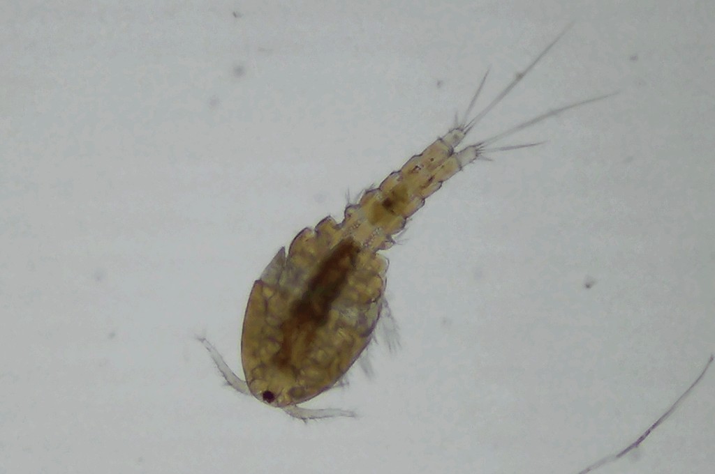 Ectocyclops__phaleratus-10.jpg