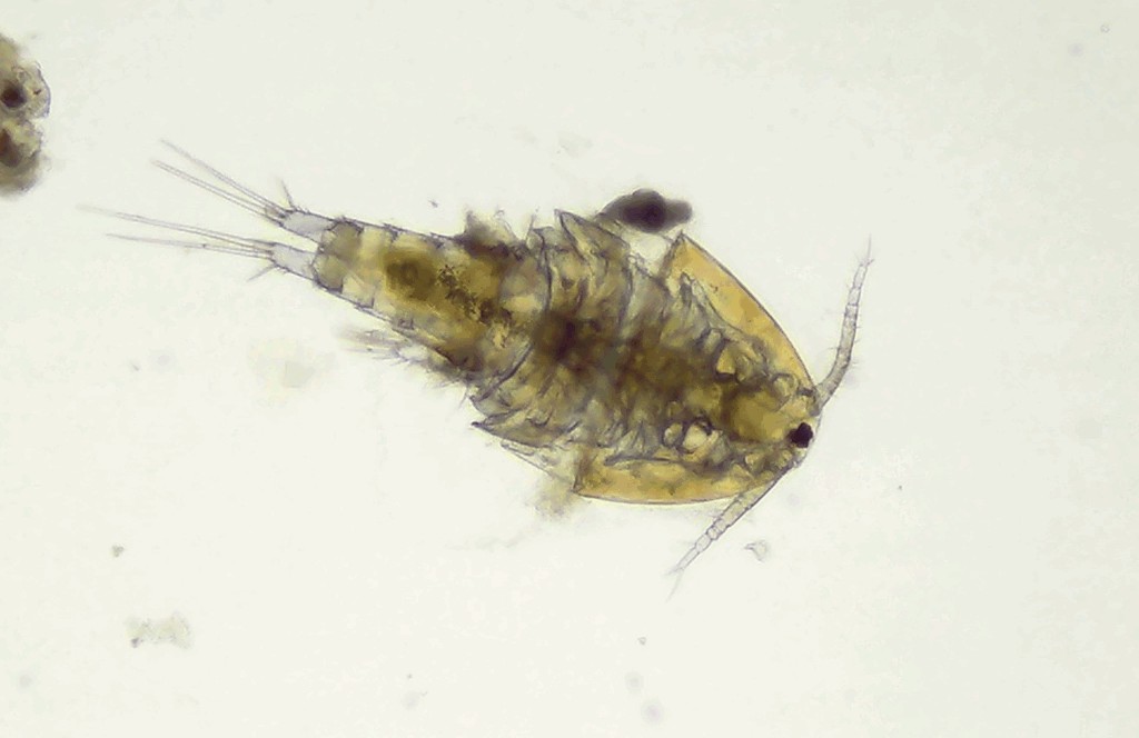 Ectocyclops__phaleratus-11.jpg