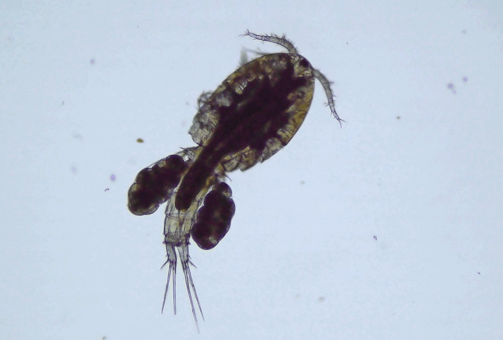Ectocyclops__phaleratus-12.jpg