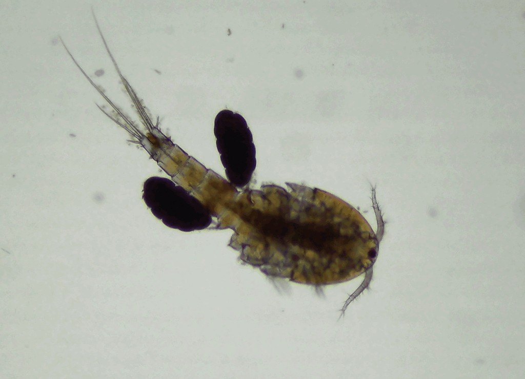 Ectocyclops__phaleratus-16.jpg