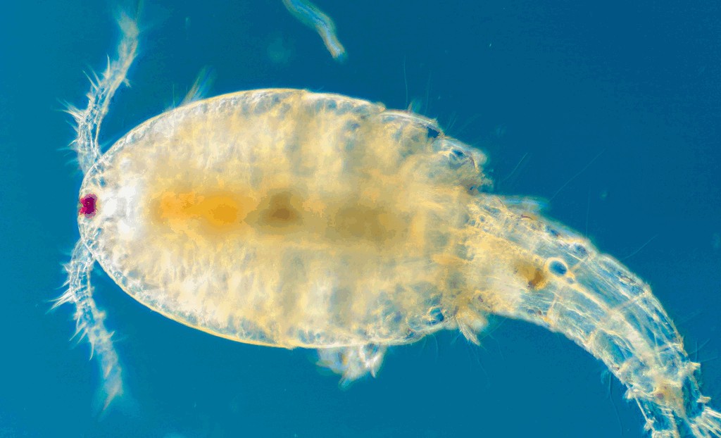 Ectocyclops__phaleratus-17.jpg