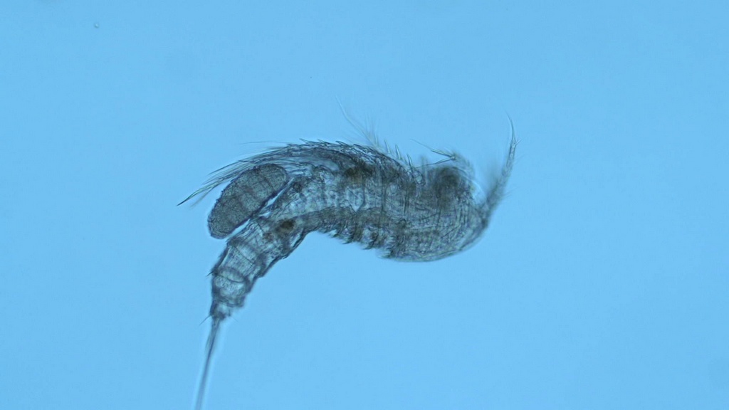 Elaphoidella_bidens-1.jpg