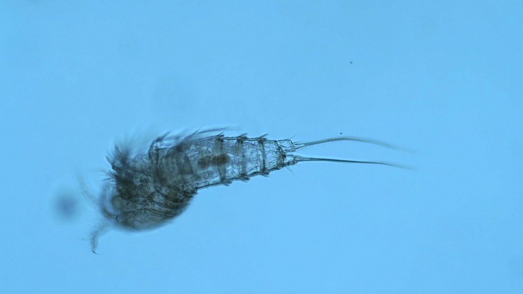 Elaphoidella_bidens-2.jpg