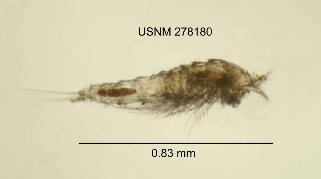Elaphoidella_bidens-3.jpg