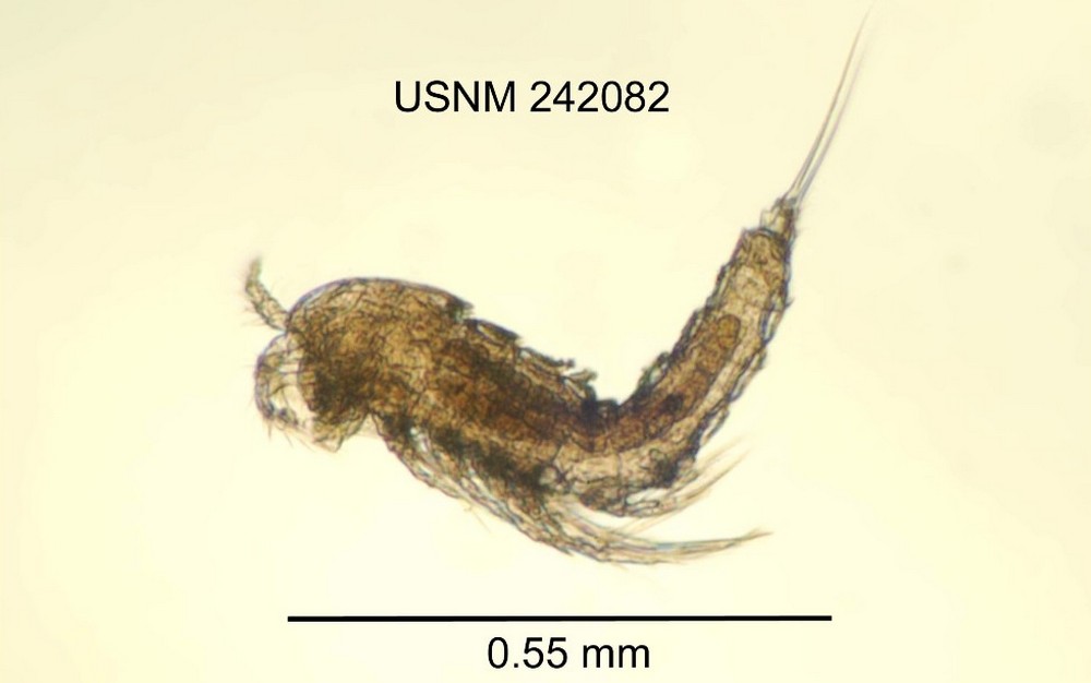 Elaphoidella_bidens_coronata-4.jpg