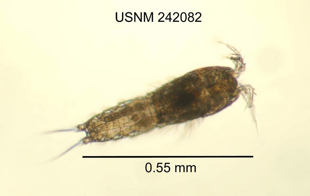 Elaphoidella_bidens_coronata-5.jpg