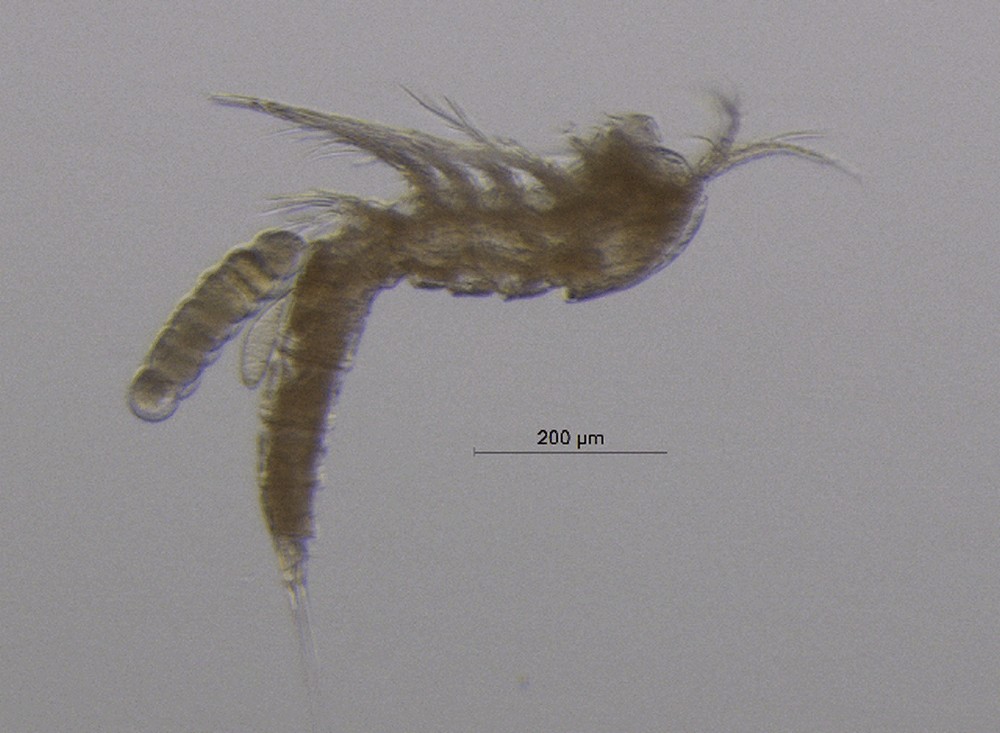 Elaphoidella_gracilis-10.jpg