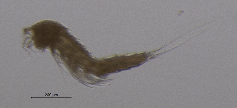 Elaphoidella_gracilis-11.jpg
