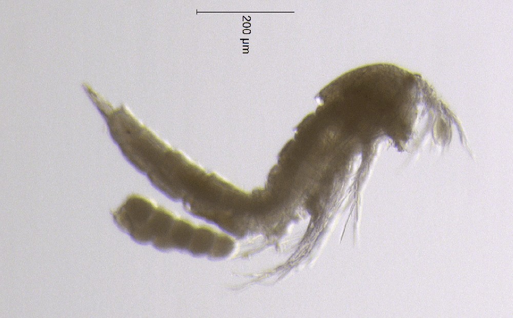 Elaphoidella_gracilis-12.jpg