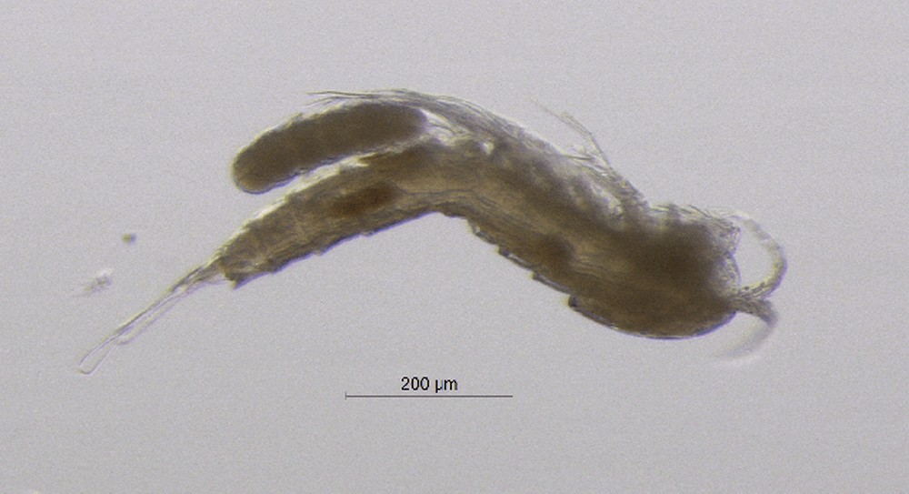 Elaphoidella_gracilis-13.jpg