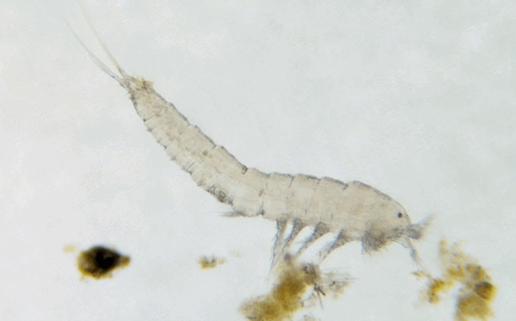 Epactophanes_richardi-10.jpg