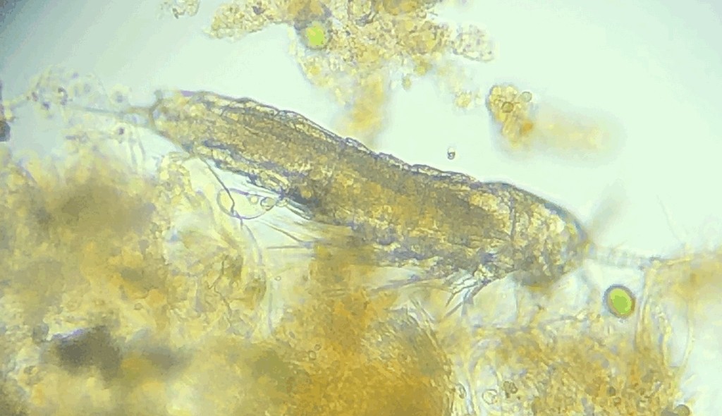 Epactophanes_richardi-11.jpg