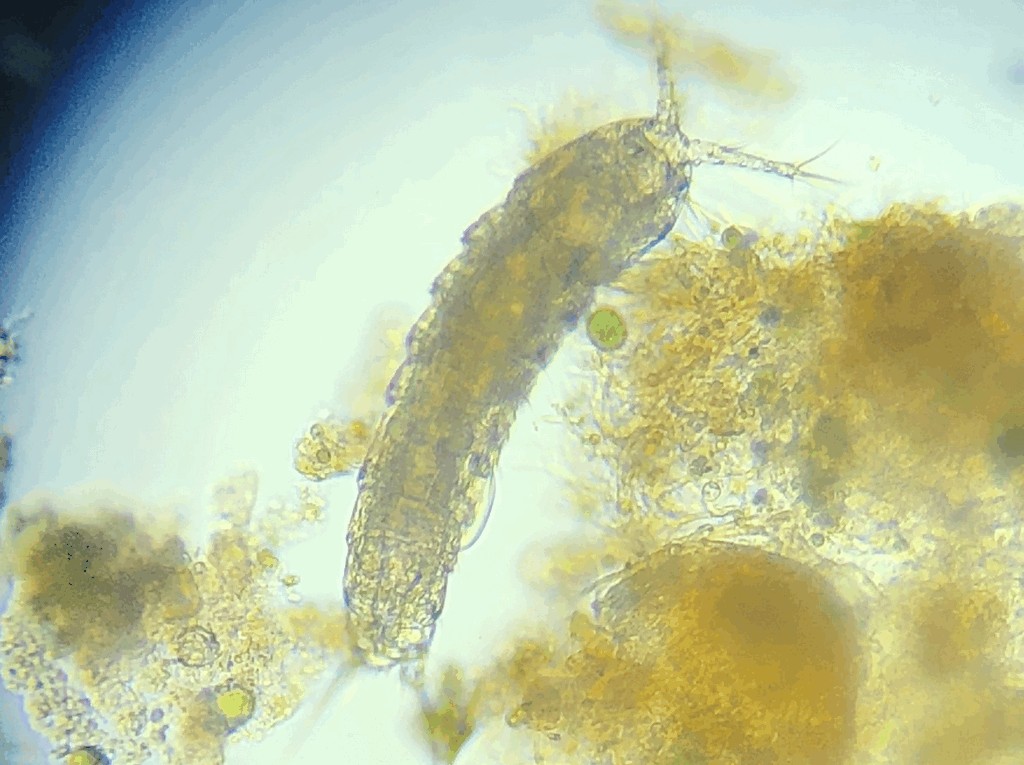 Epactophanes_richardi-12.jpg