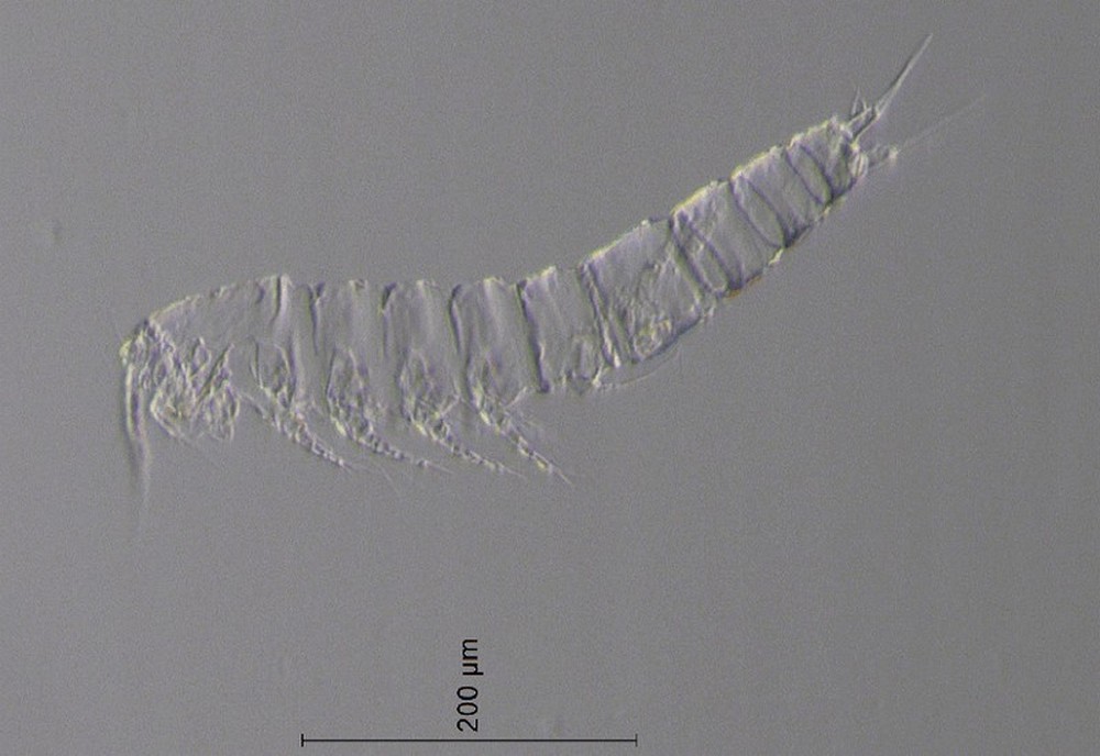 Epactophanes_richardi-13.jpg