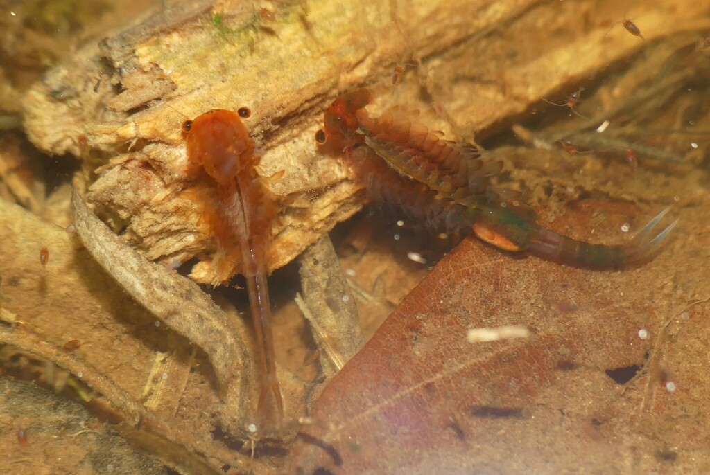 Eubranchipus_grubii-101.jpeg