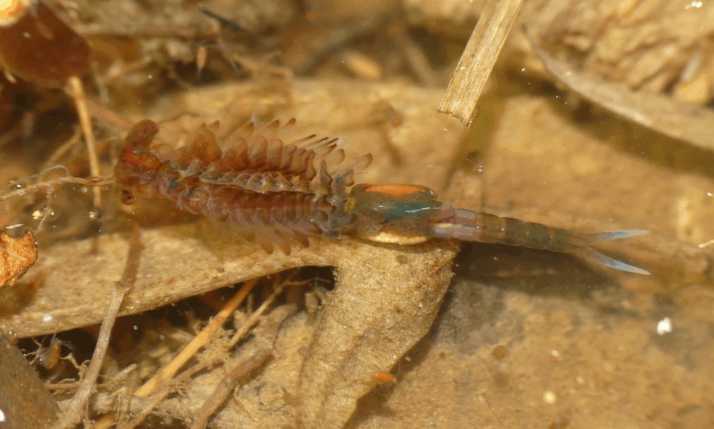 Eubranchipus_grubii-102.jpg