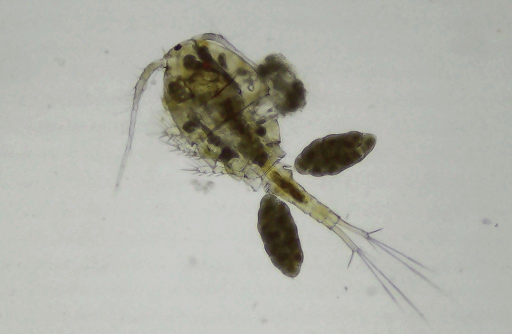 Eucyclops_denticulatus-10.jpg