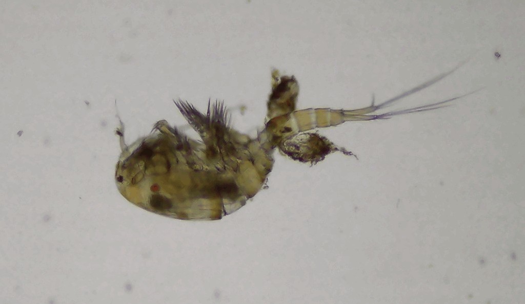 Eucyclops_denticulatus-11.jpg
