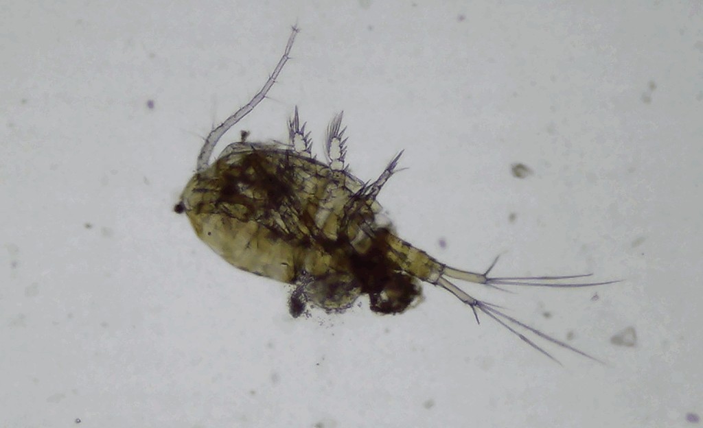 Eucyclops_denticulatus-12.jpg