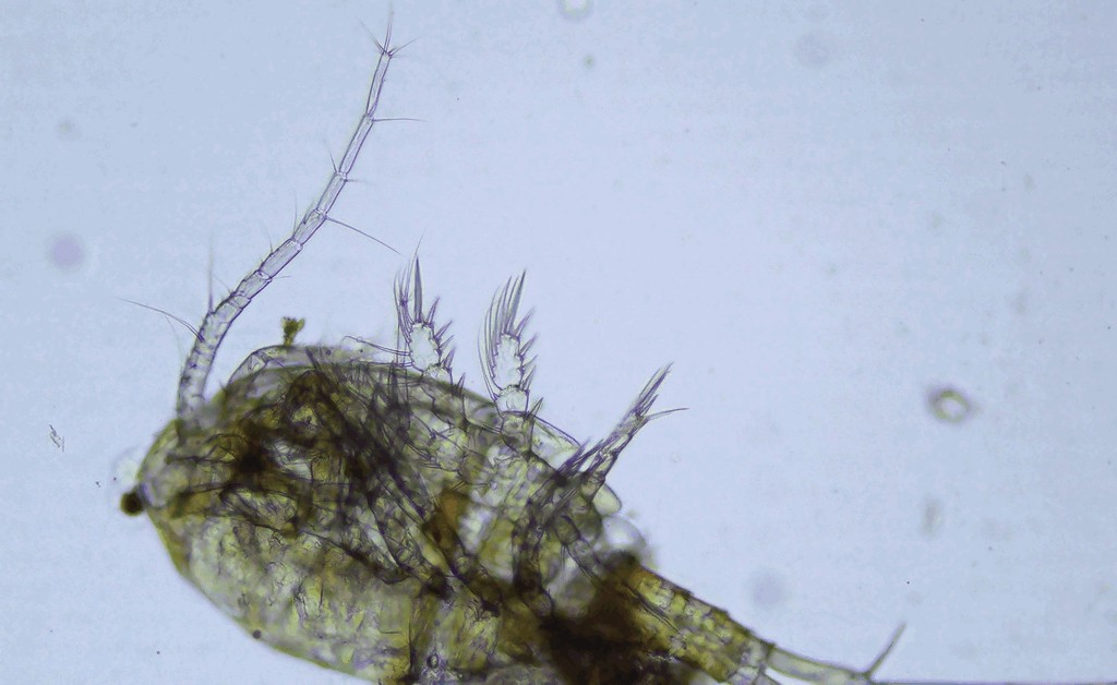 Eucyclops_denticulatus-13.jpg