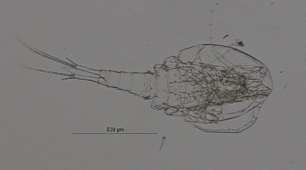 Eucyclops_denticulatus-14.jpg