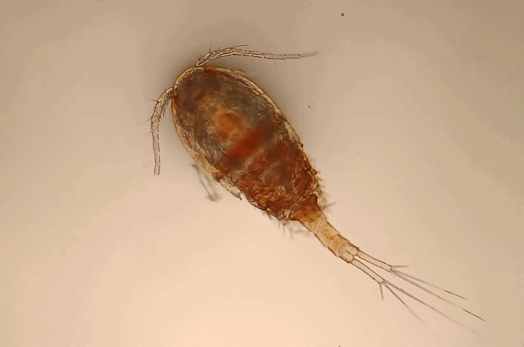 Eucyclops_macruroides-10.jpg