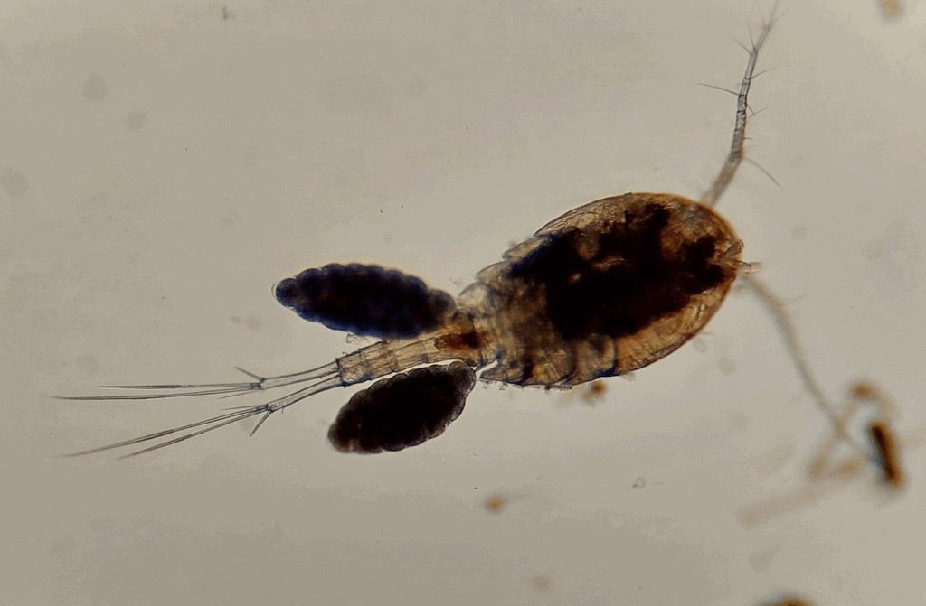 Eucyclops_macruroides-13.jpg