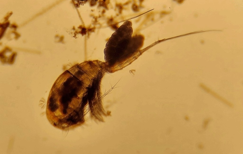 Eucyclops_macruroides-14.jpg