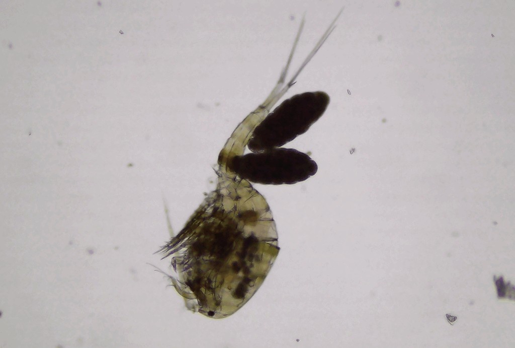 Eucyclops_macruroides-20.jpg
