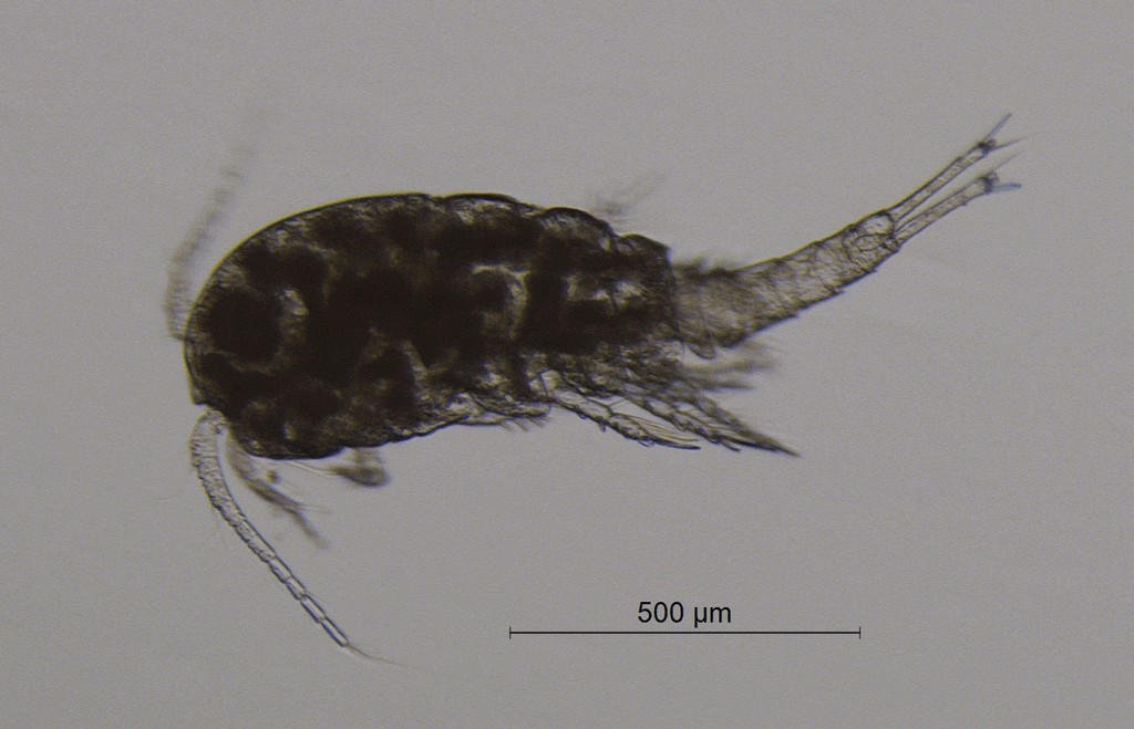 Eucyclops_macrurus-10.jpg