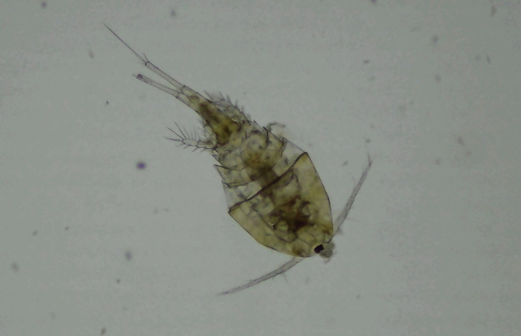 Eucyclops_macrurus-12.jpg