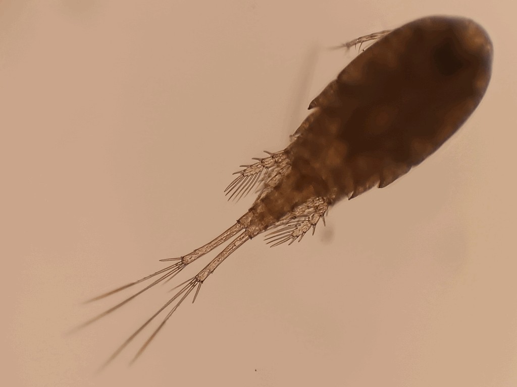 Eucyclops_macrurus-13.jpg