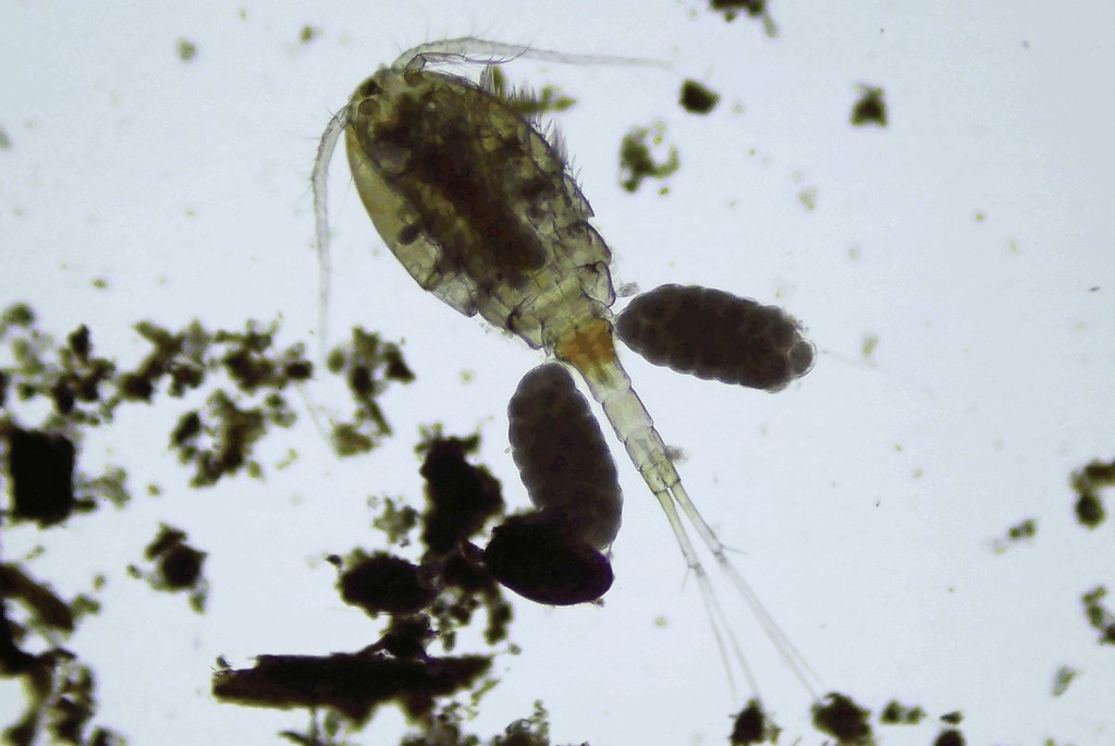 Eucyclops_speratus-20.jpg