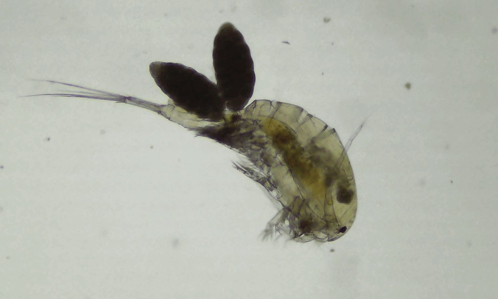 Eucyclops_speratus-21.jpg