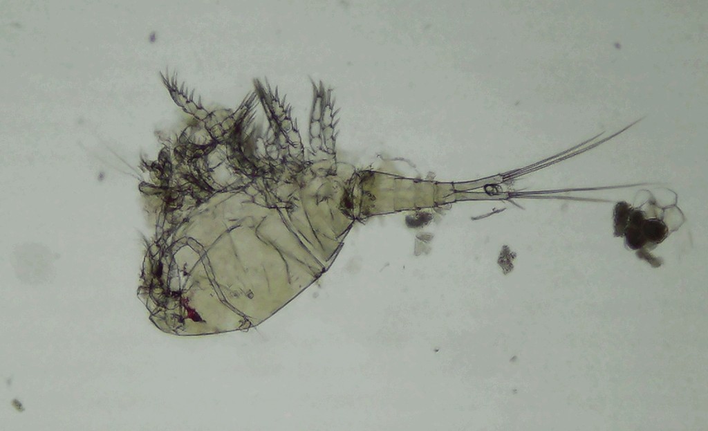 Eucyclops_speratus-21a.jpg