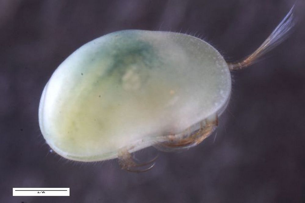 Eucypris_virens-1.jpg