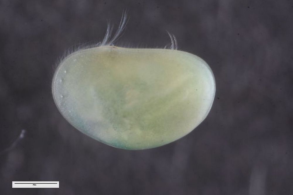 Eucypris_virens-2.jpg